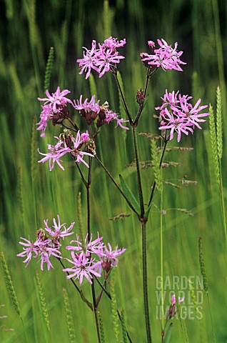 LYCHNIS_FLOSCUCULI_RAGGED_ROBIN