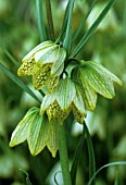 FRITILLARIA THUNBERGII, FRITILLARY