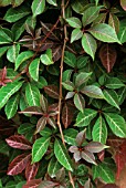 PARTHENOCISSUS HENRYANA, (VIRGINIA CREEPER)