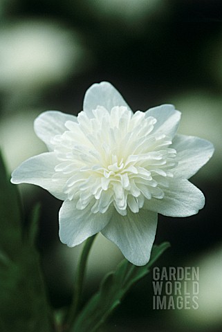 ANEMONE_NEMOROSA_VESTAL