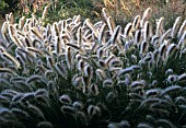 PENNISETUM ALOPECUROIDES ‘HERBSTZAUBER’, FOUNTAIN GRASS