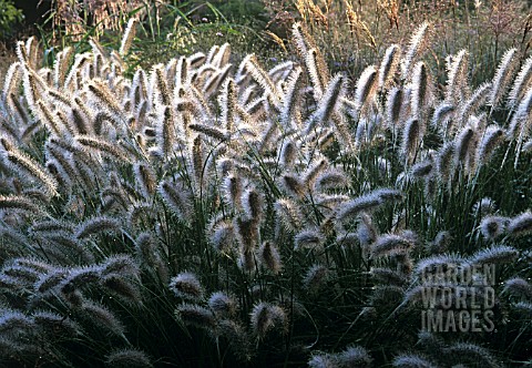 PENNISETUM_ALOPECUROIDES_HERBSTZAUBER_FOUNTAIN_GRASS