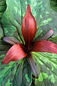 TRILLIUM CHLOROPETALUM, TRILLIUM