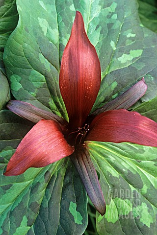 TRILLIUM_CHLOROPETALUM_TRILLIUM