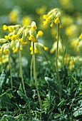 PRIMULA VERIS, COWSLIP