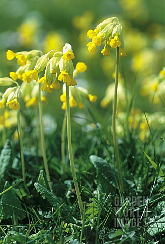 PRIMULA_VERIS_COWSLIP