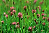 TRIFOLIUM PRATENSE, (RED CLOVER)