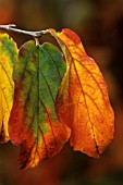 PARROTIA PERSICA, IRONWOOD