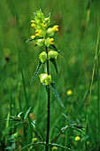 RHINANTHUS AUGUSTIFOLIUS, YELLOW RATTLE