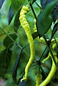 CAPSICUM ANNUUM, CHILLI