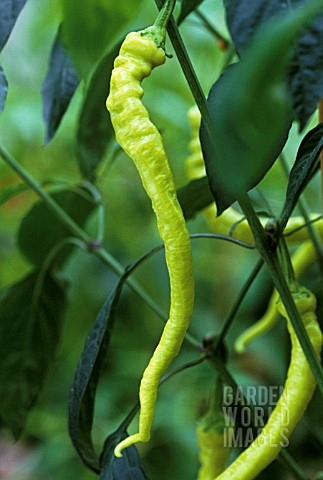 CAPSICUM_ANNUUM_CHILLI