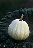 CUCURBITA PEPO ‘SWAN WHITE ACORN’, SQUASH