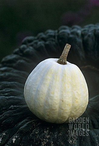 CUCURBITA_PEPO_SWAN_WHITE_ACORN_SQUASH