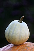 CUCURBITA PEPO ‘SWAN WHITE ACORN’, SQUASH