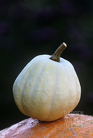 CUCURBITA_PEPO_SWAN_WHITE_ACORN_SQUASH