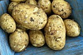 SOLANUM TUBEROSUM ‘WINSTON’, POTATO