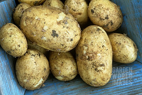 SOLANUM_TUBEROSUM_WINSTON_POTATO