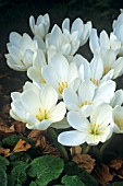 COLCHICUM SPECIOSUM ALBUM, CROCUS - AUTUMN CROCUS