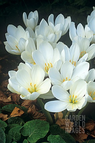 COLCHICUM_SPECIOSUM_ALBUM_CROCUS__AUTUMN_CROCUS