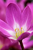 COLCHICUM ‘BENTON END’, CROCUS - AUTUMN CROCUS