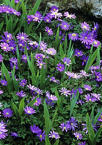 ANEMONE_BLANDA_ANEMONE