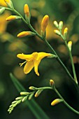 CROCOSMIA X CROCOSMIIFLORA ‘CITRONELLA’, MONTBRETIA