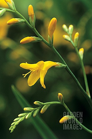 CROCOSMIA_X_CROCOSMIIFLORA_CITRONELLA_MONTBRETIA