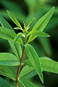 ALOYSIA TRIPHYLLA, LEMON VERBENA