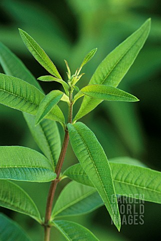 ALOYSIA_TRIPHYLLA_LEMON_VERBENA