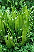 ASPLENIUM SCOLOPENDRIUM, FERN - HARTS TONGUE FERN