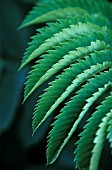 MELIANTHUS MAJOR, HONEY BUSH