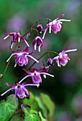 EPIMEDIUM GRANDIFLORUM ‘NANUM FREYA’, EPIMEDIUM