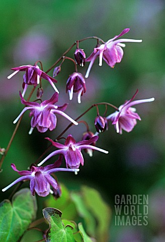 EPIMEDIUM_GRANDIFLORUM_NANUM_FREYA_EPIMEDIUM