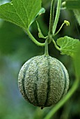 CUCUMIS MELO ‘JENNY LIND’, MELON