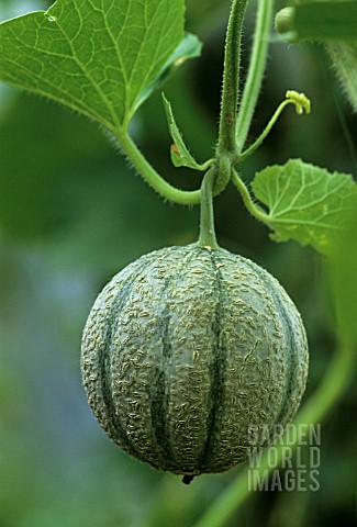 CUCUMIS_MELO_JENNY_LIND_MELON