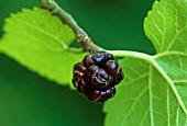 MORUS NIGRA, MULBERRY