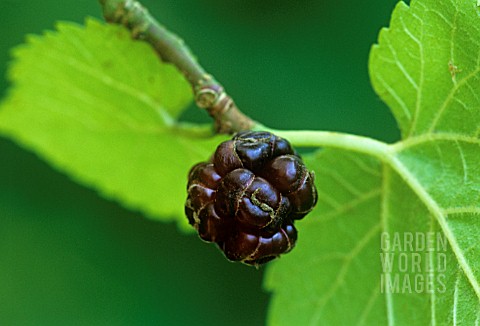 MORUS_NIGRA_MULBERRY