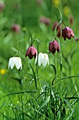 FRITILLARIA MELEAGRIS, FRITILLARY - SNAKES HEAD FRITILLARY