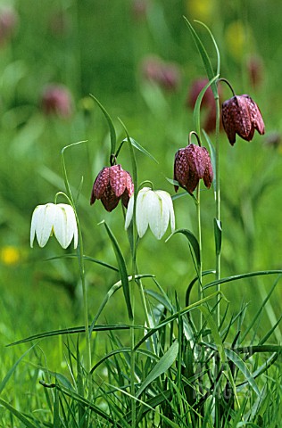 FRITILLARIA_MELEAGRIS_FRITILLARY__SNAKES_HEAD_FRITILLARY