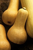 CUCURBITA MOSCHATA, (BUTTERNUT SQUASH)