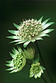 ASTRANTIA BAVARICA, ASTRANTIA, MASTERWORT