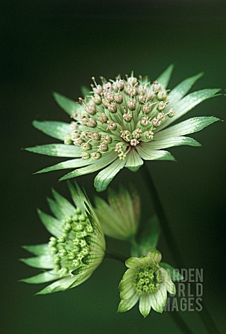 ASTRANTIA_BAVARICA_ASTRANTIA_MASTERWORT