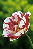 TULIPA ‘CARNIVAL DE NICE’, TULIP