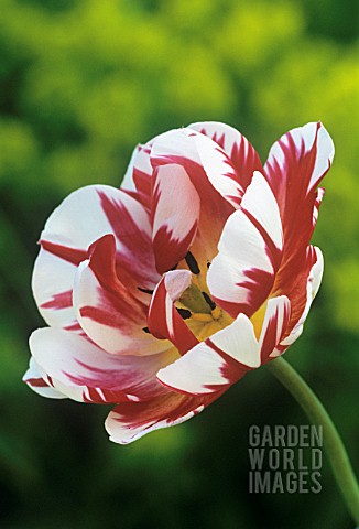 TULIPA_CARNIVAL_DE_NICE_TULIP