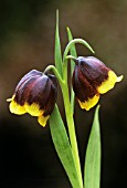 FRITILLARIA MICHAILOVSKYI, FRITILLARY