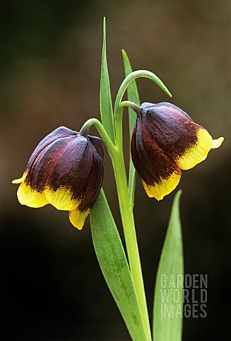 FRITILLARIA_MICHAILOVSKYI_FRITILLARY