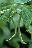 PHASEOLUS VULGARIS ‘BLUE LAKE’, FRENCH BEAN