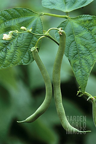 PHASEOLUS_VULGARIS_BLUE_LAKE_FRENCH_BEAN