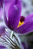 PULSATILLA VULGARIS, PASQUE FLOWER