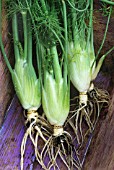 FOENICULUM VULGARE, FENNEL BULB, FLORENCE FENNEL